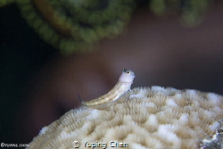 The Little Model/Three-lined Blenny, Wakatobi, Indonesia,... by Yuping Chen 